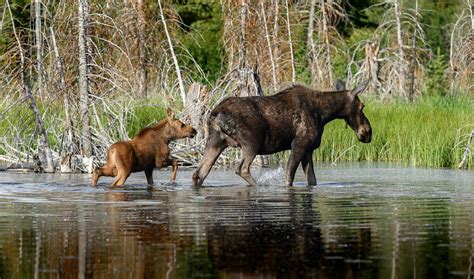 Cow And Calf Moose In Gtnp Golden Studios