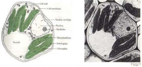 Bio: Cell - InnoLearn