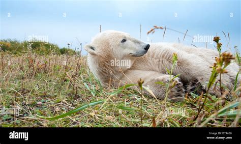 Polar bear Ursus maritimus resting in tundra vegetation Hudson Bay Canada Stock Photo - Alamy