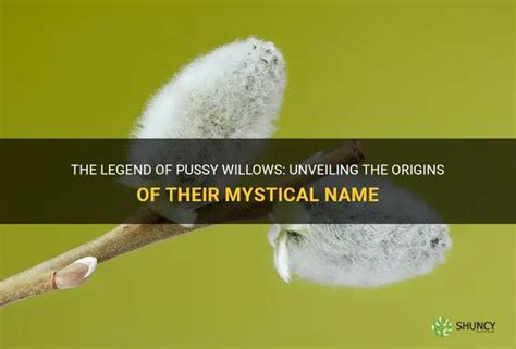 The Legend Of Pussy Willows Unveiling The Origins Of Their Mystical Name Shuncy
