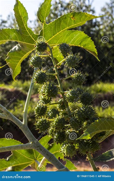 Planta De Frijoles De Castor En Campo Imagen De Archivo Imagen De