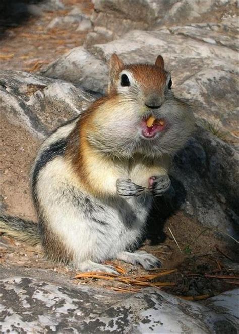 Funny chipmunk pictures - Gallery | eBaum's World