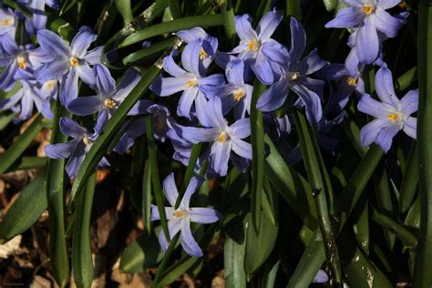 Scilla Luciliae Chionodoxa Luciliae Sternhyazinthe Flickr