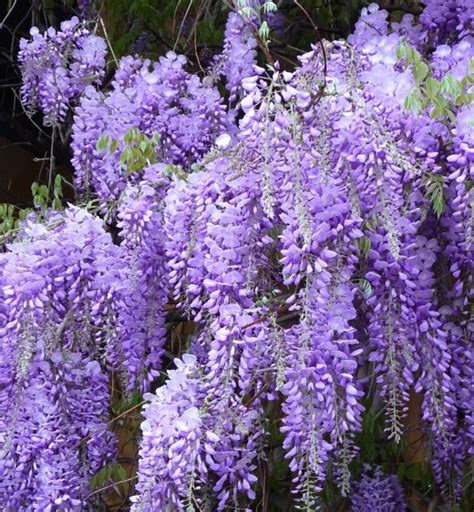 Гліцинія китайська Wisteria sinensis | Ліани | Сад твоєї мрії.
