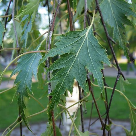 Betula Pendula Dalecarlica Swedish Birch Tree Free Uk Delivery Over £50