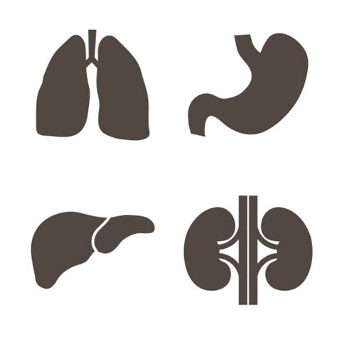 Silhouettes Of Human Organs On White Background Vector Image