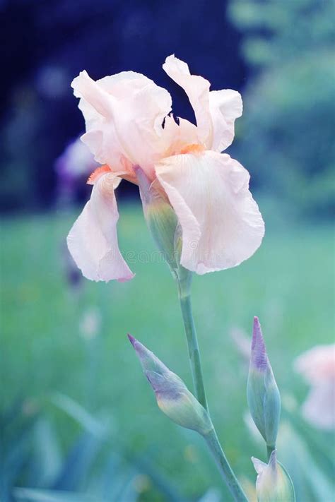 Nude Iris Stock Photo Image Of Botanical Croatia Spring
