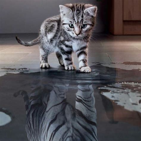 Котенок в отражении тигр | Kittens cutest, Cute cats, Cats and kittens
