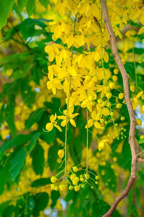 Premium Photo Beautiful Of Cassia Tree Golden Shower Tree Yellow