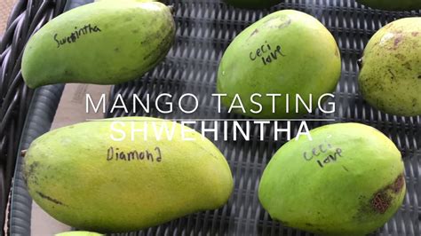 Tasting Mangos Shwehintha Mango “raw Honey” Mango Youtube