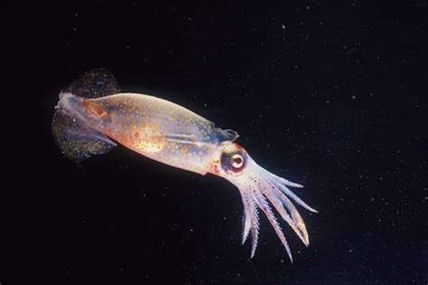 Animals A to Z | Monterey Bay Aquarium