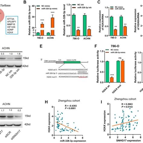 SNHG17 Enhanced The Expression Of H2AX Via Sponging MiR 328 3p A A