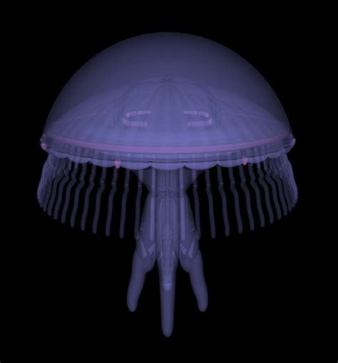 Jellyfish