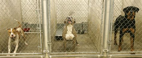 Animal Shelters Animal Shelters And Euthanasia