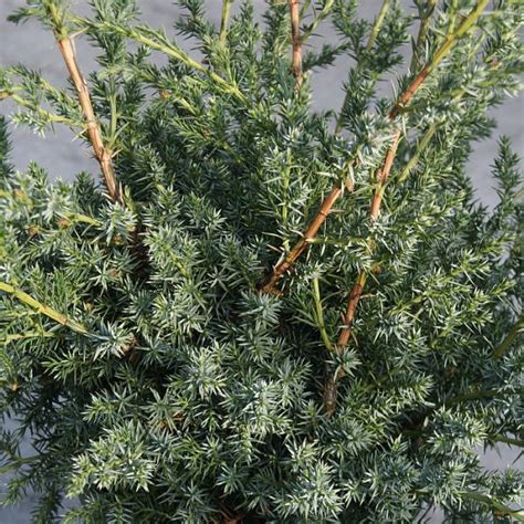 Juniperus Chinensis Expansa Variegata Find Haveplanter