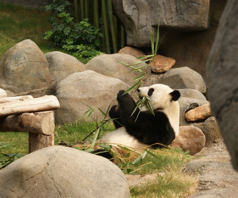 Mammal Panda Zoo - Free photo on Pixabay - Pixabay