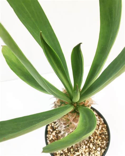 ユーフォルビア サピニー Euphorbia Sapinii 20210815 Spg For Sale