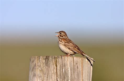 24 Most Common Birds in Colorado (with Pictures)