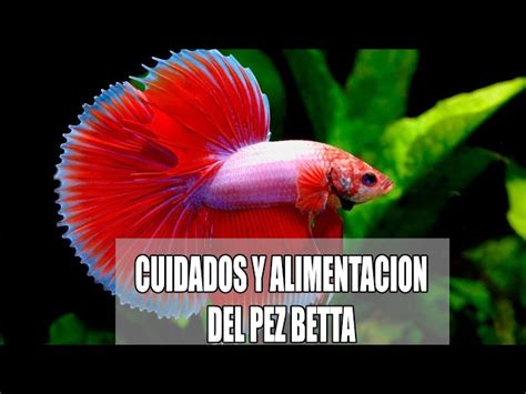 Pez Beta Cuidados