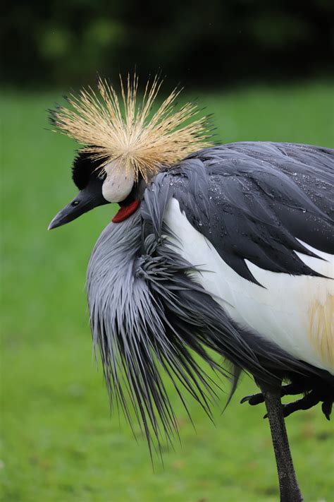 A Grey Crowned Crane Bird · Free Stock Photo