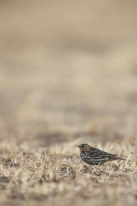 Red Throated Pipit Anthus Cervinus In Japan Stock Photo Image Of