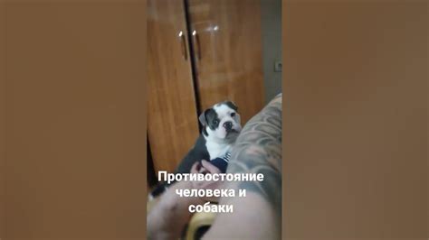 французский бульдог VS человек - YouTube