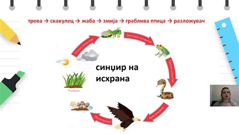 Vi одделение Природни науки Синџир на исхрана Youtube