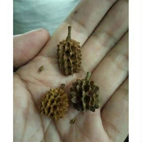 Jual Biji Bunga Cemara Kering Mirip Biji Durian Shopee Indonesia