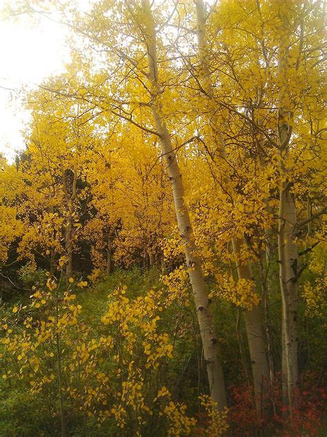 Simply Suzannes At Home Pikes Peak In The Fall