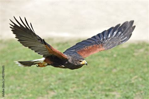 Harris Hawk Parabuteo Unicinctus Foto De Stock Adobe Stock