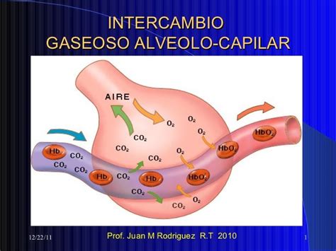 Ventilación Alveolar