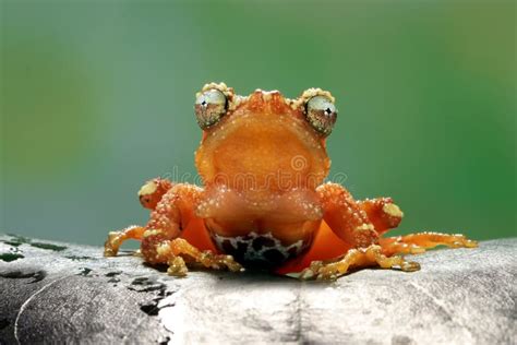 Tree Frog Dumpy Frog On Branch With Butterfly Stock Photo Image Of