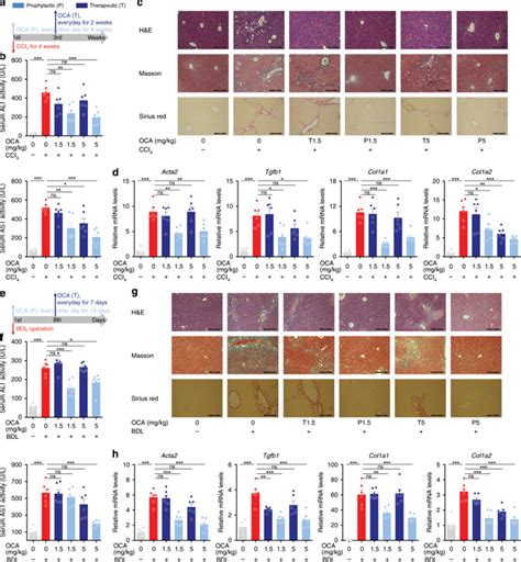 SUMOylation Inhibitors Synergize With FXR Agonists In Combating Liver