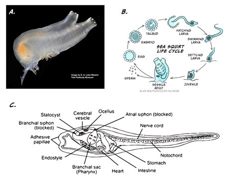 Sensorimotor Integration Introduction To Biological Psychology