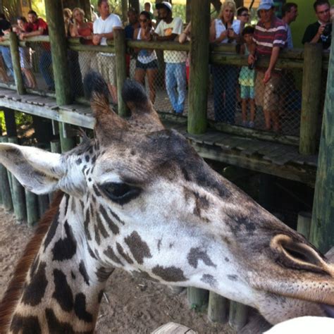 Brevard County Zoo, Melbourne FL | Brevard county florida, Melbourne ...