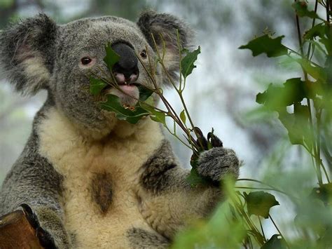 Koala Habitat Restoration Day - Arthurs Seat State Park - Koalas.org.au