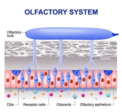 Olfactory System Stock Illustrations 427 Olfactory System Stock