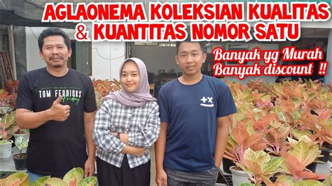 Dunia Papah Kandang Aglaonema Dg Kualitas Kuantitas Nomer Satu