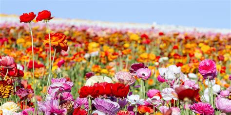 Carlsbad | Visit California