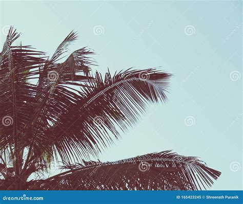 Landscape Of Coconut Tree On Sky Background Stock Image Image Of