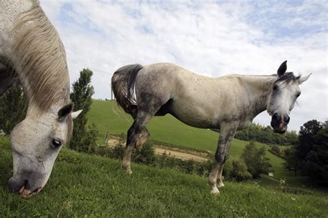 Hungarian equestrians prepare for performance|World|chinadaily.com.cn
