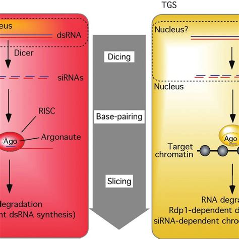 Plant RNA Directed DNA Methylation And Mammalian SiRNA Directed TGS