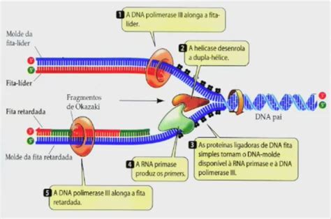 Replicacao Helicase