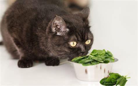 6 Reasons Why Cats Can Eat Lettuce With 4 Feeding Ways