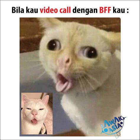 Muka Gambar Kucing Lawak Gambar Kucing Peliharaan Lucu Kucing Dengan