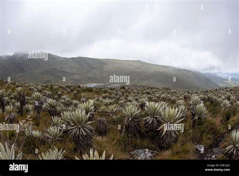 Amazing Landscape At Chingaza National Park Colombia Stock Photo Alamy