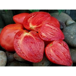Turnip pink (Репа розовая), США.