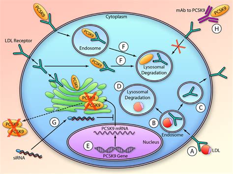 Strategies For Proprotein Convertase Subtilisinkexin Type Pcsk9