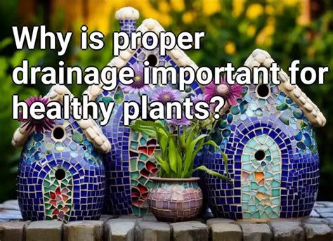 Why Is Proper Drainage Important For Healthy Plants Gardening Gov