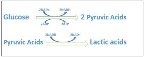 Write Equations To Show How Lactic Acid Fermentation Compares With Alcoholic Fermentation Which